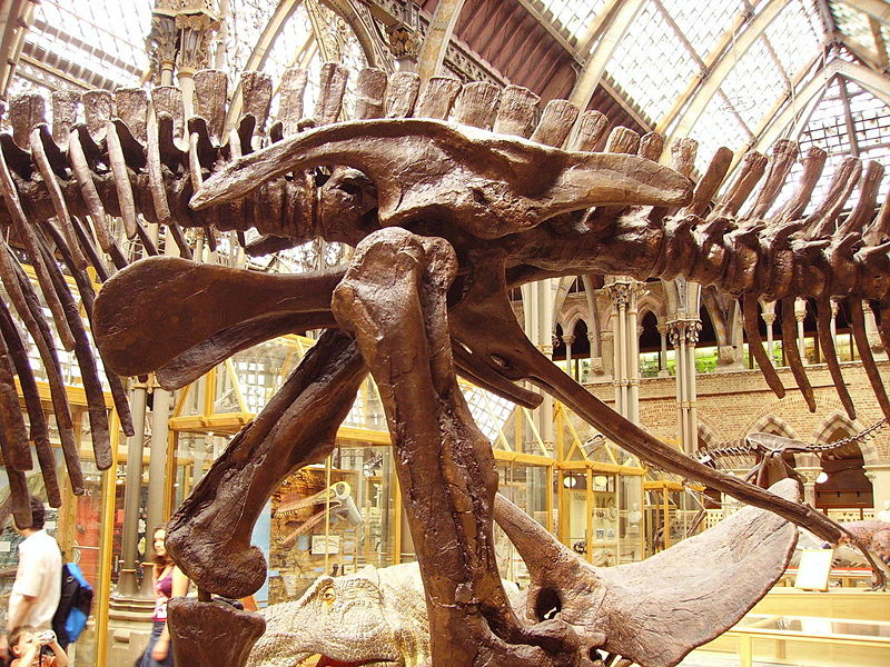 恐龙骨骼-仿真恐龙制造商
