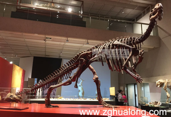 华龙艺术大型仿真禄丰龙骨架博物馆展览