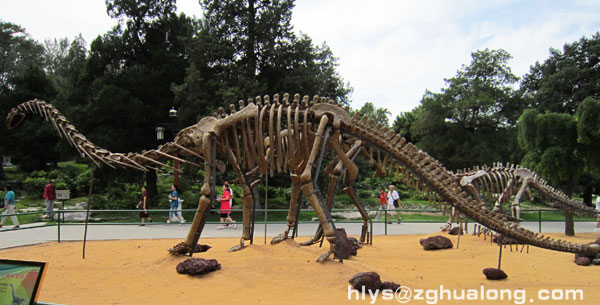 华龙艺术形象逼真的大型恐龙骨架展