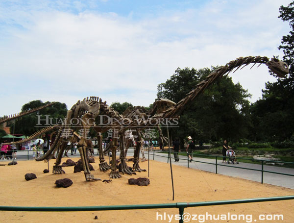 华龙艺术高品质仿真恐龙化石骨架