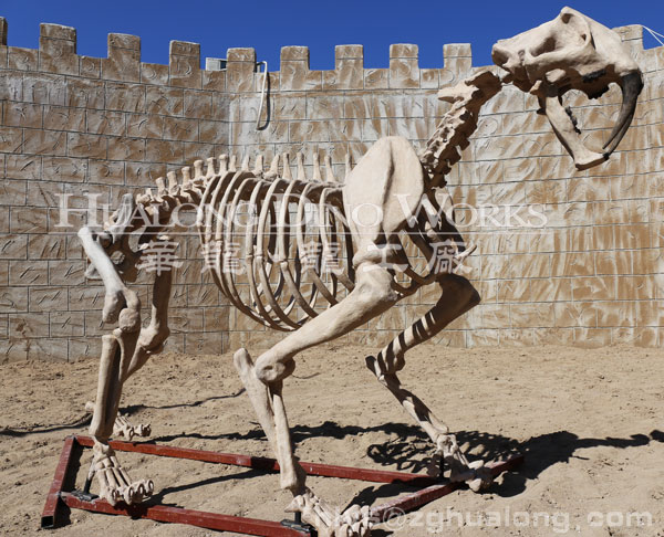 华龙艺术博物馆剑齿虎骨架复制品