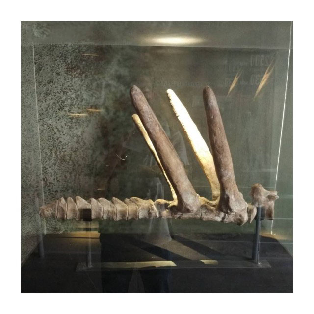 仿真恐龙骨架
