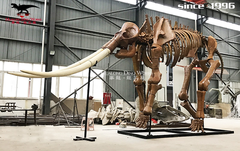 华龙科技  形象逼真的大型剑齿象化石骨架模型